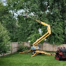 Best Hazardous Tree Removal  in Wichita Falls, TX