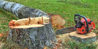Best Tree Removal  in Wichita Falls, TX