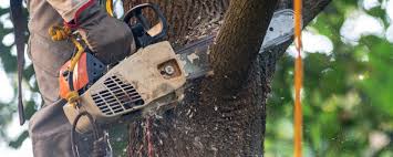 Trusted Wichita Falls, TX Tree Care Experts