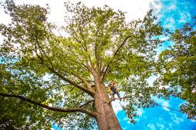 Best Tree Maintenance Programs  in Wichita Falls, TX