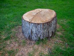 Best Commercial Tree Services  in Wichita Falls, TX