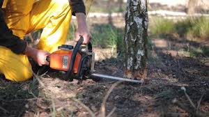 How Our Tree Care Process Works  in  Wichita Falls, TX