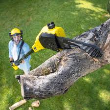 Best Tree Health Inspection  in Wichita Falls, TX