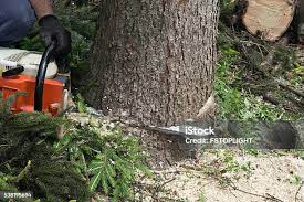 Best Tree Cabling and Bracing  in Wichita Falls, TX