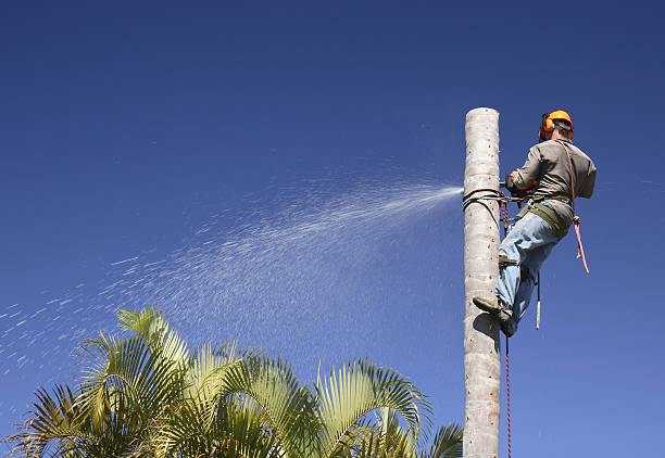 Best Aeration Services  in Wichita Falls, TX