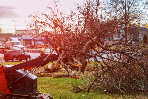Best Tree Disease Treatment  in Wichita Falls, TX
