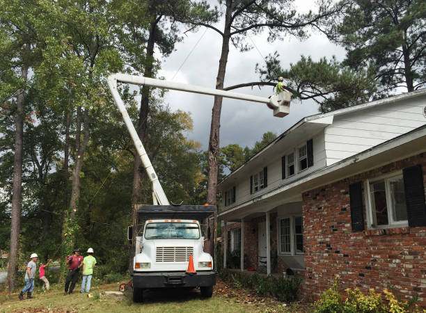 Best Utility Line Clearance  in Wichita Falls, TX