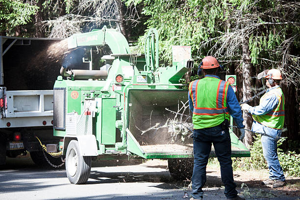Best Tree Preservation Services  in Wichita Falls, TX